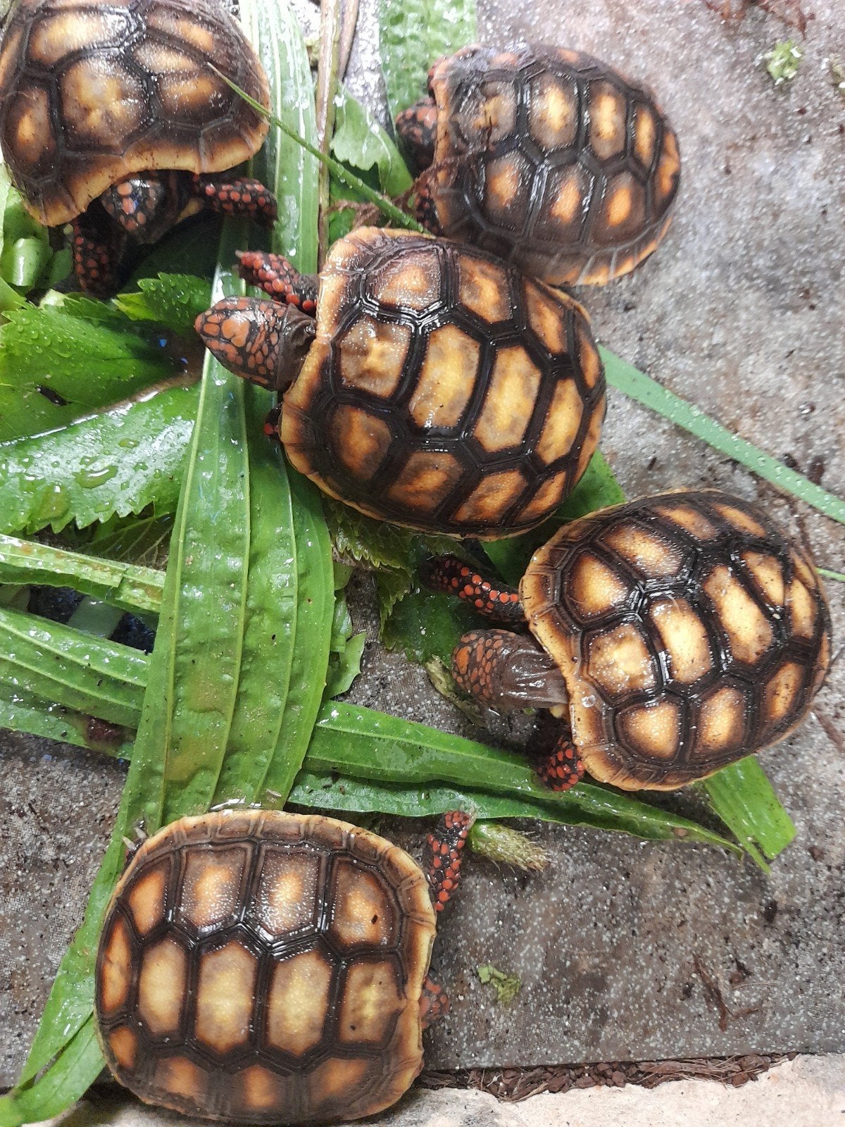 kolenbranderschildpadden Tortoise photo 5