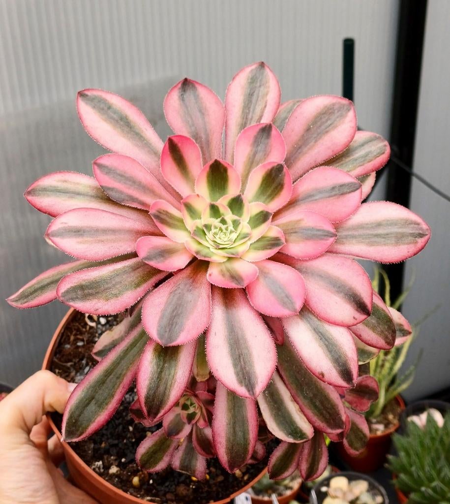 Aeonium Chanel, Ophalen of Verzenden, Halfschaduw, Minder dan 100 cm