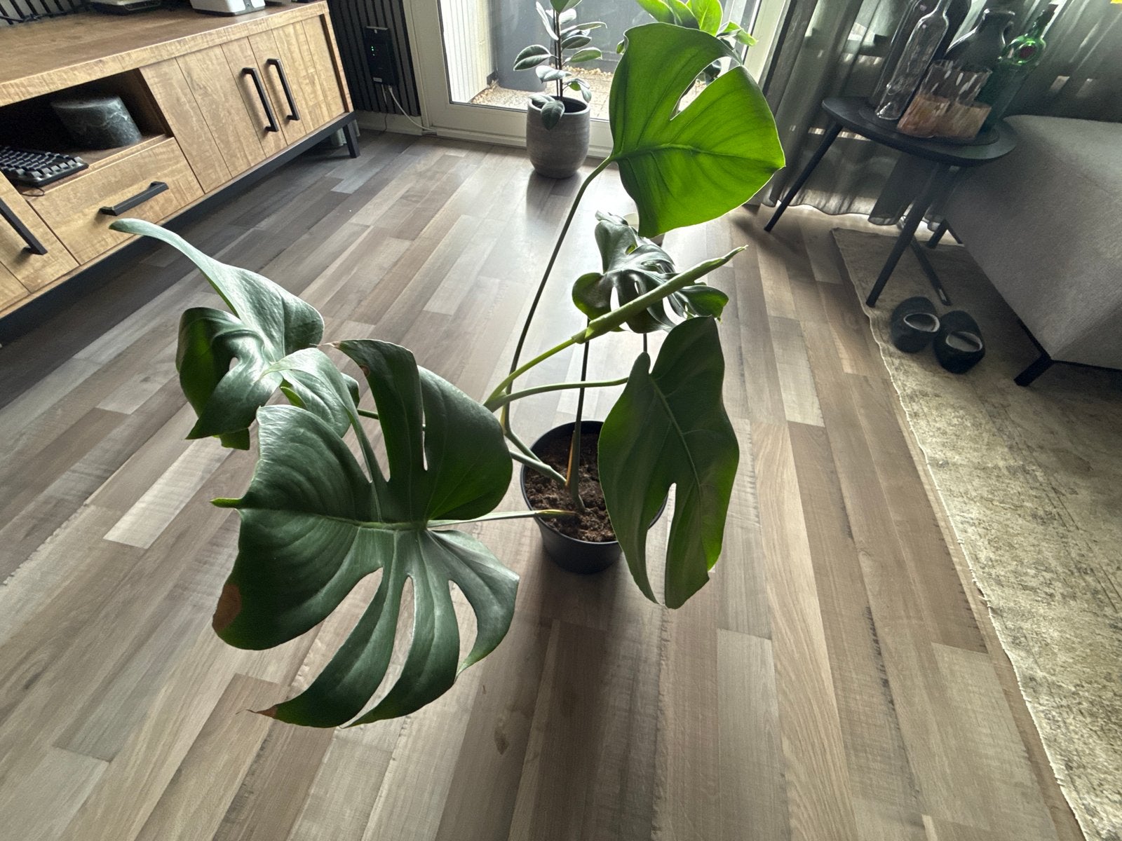 Monstera Deliciosa - Grote Kamerplant, 100 tot 150 cm, Overige soorten, In pot, Groene kamerplant