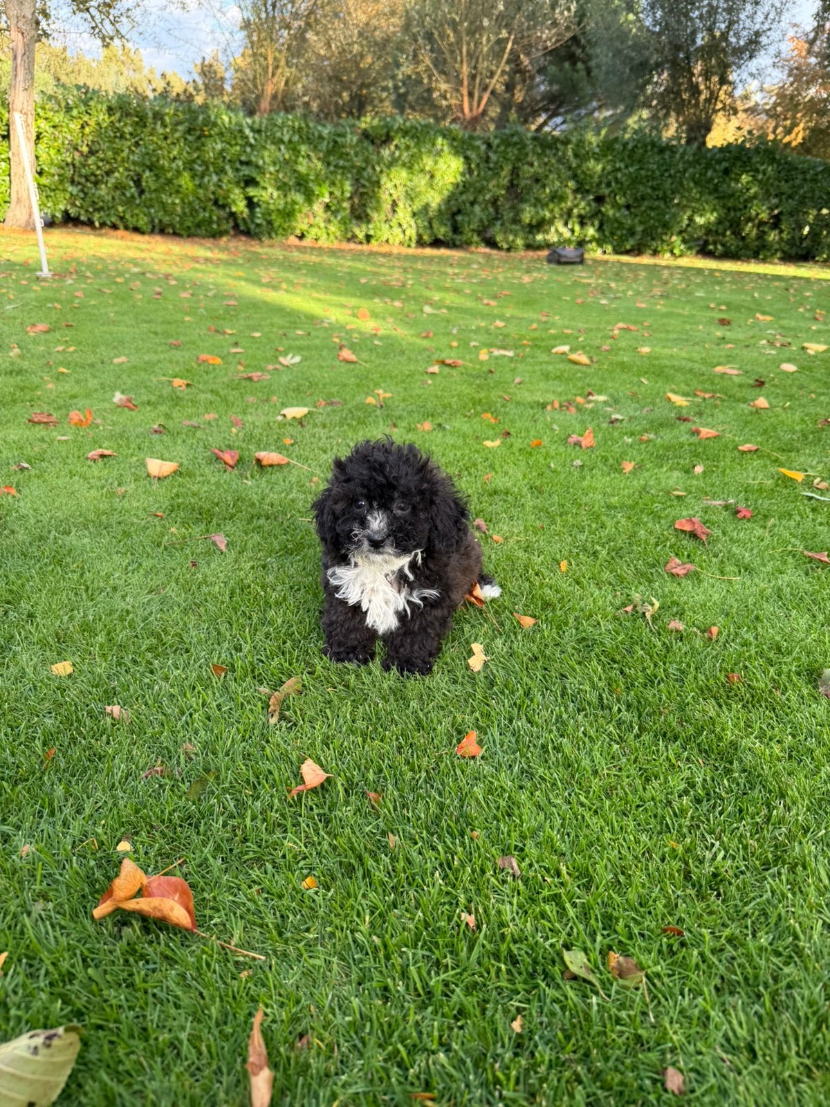Boomer x Poedel (Boompoo) pups, Nederland, Overige rassen, CDV (hondenziekte), 8 tot 15 weken