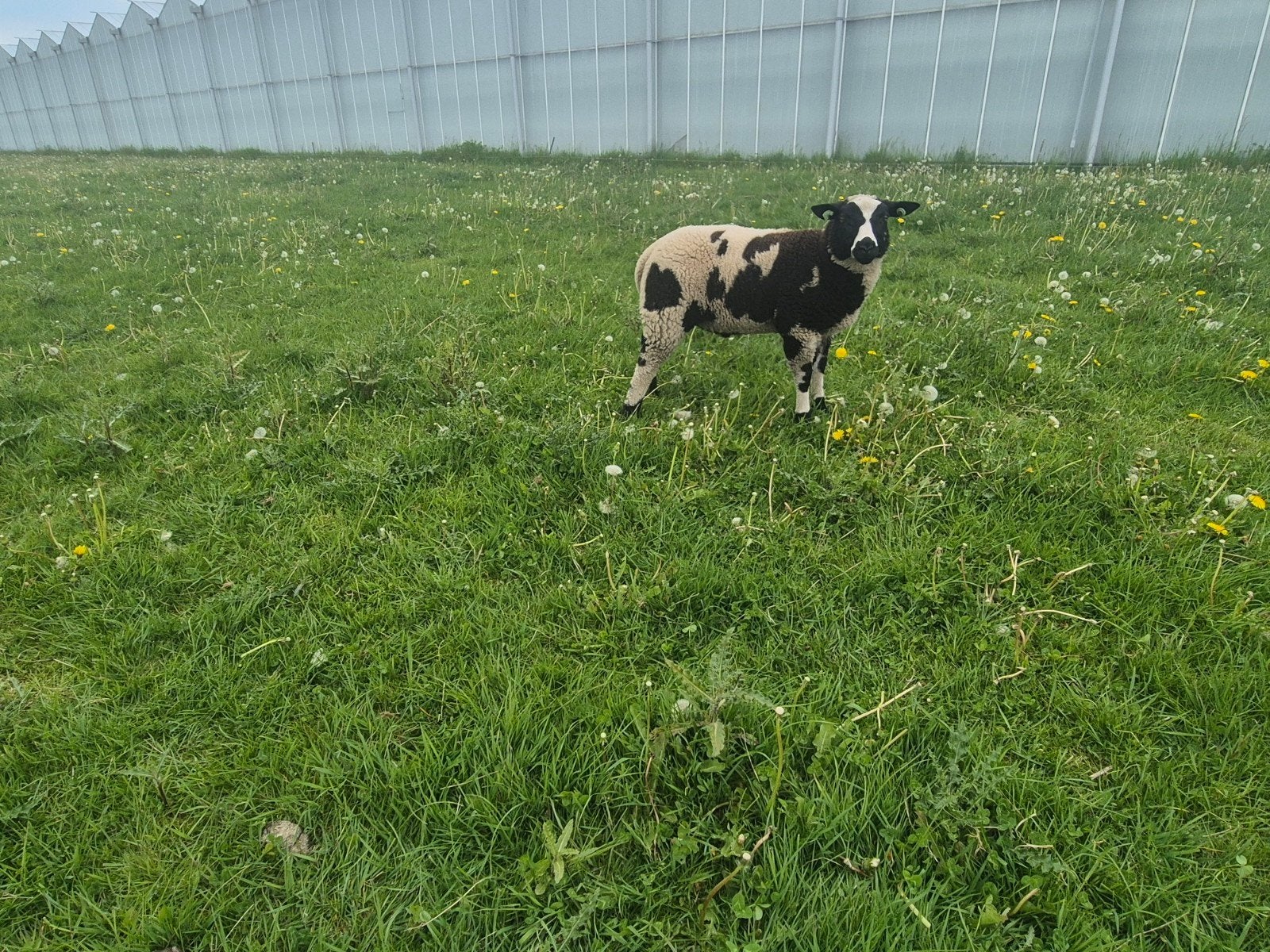 Bonte dekram, Dieren en Toebehoren, Mannelijk, Schaap, 0 tot 2 jaar