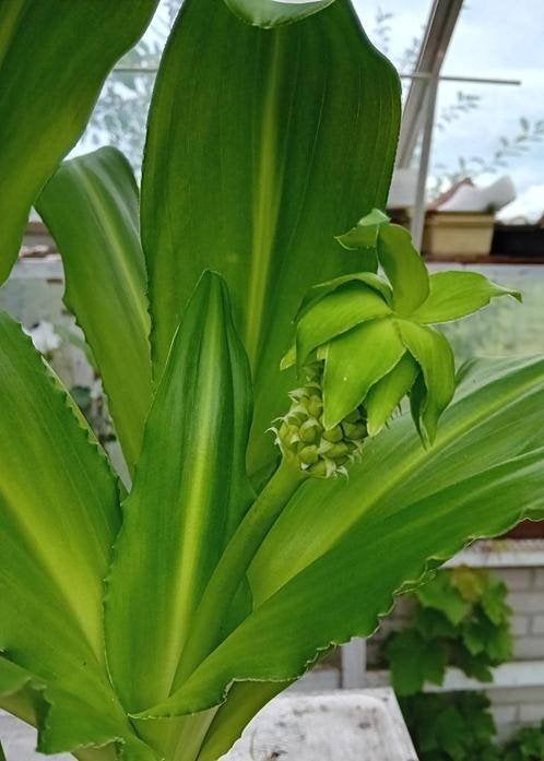 Eucomis - Ananasplant of Kuiflelie, Tuin en Terras, Planten | Tuinplanten, Eenjarig, Halfschaduw, Zomer, Ophalen