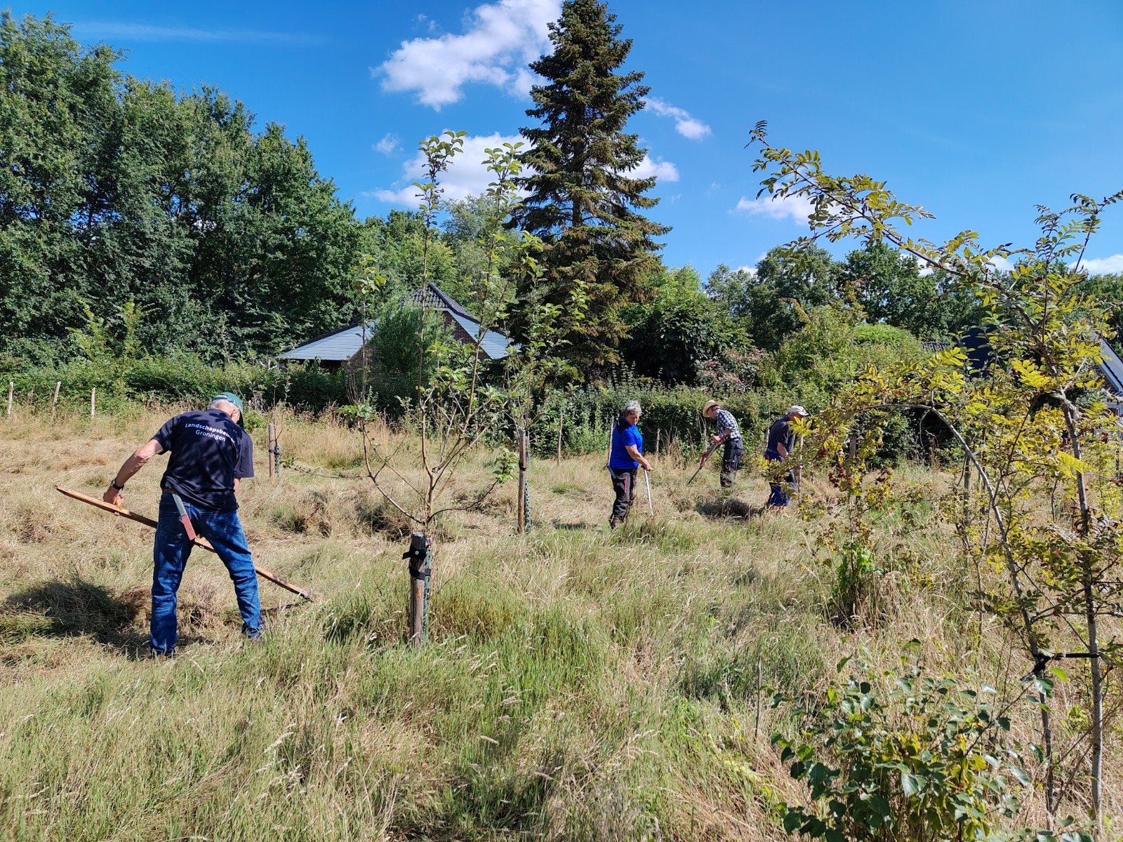 Gratis gedroogd hooi (gezeisd), Ophalen, 20 m² of meer