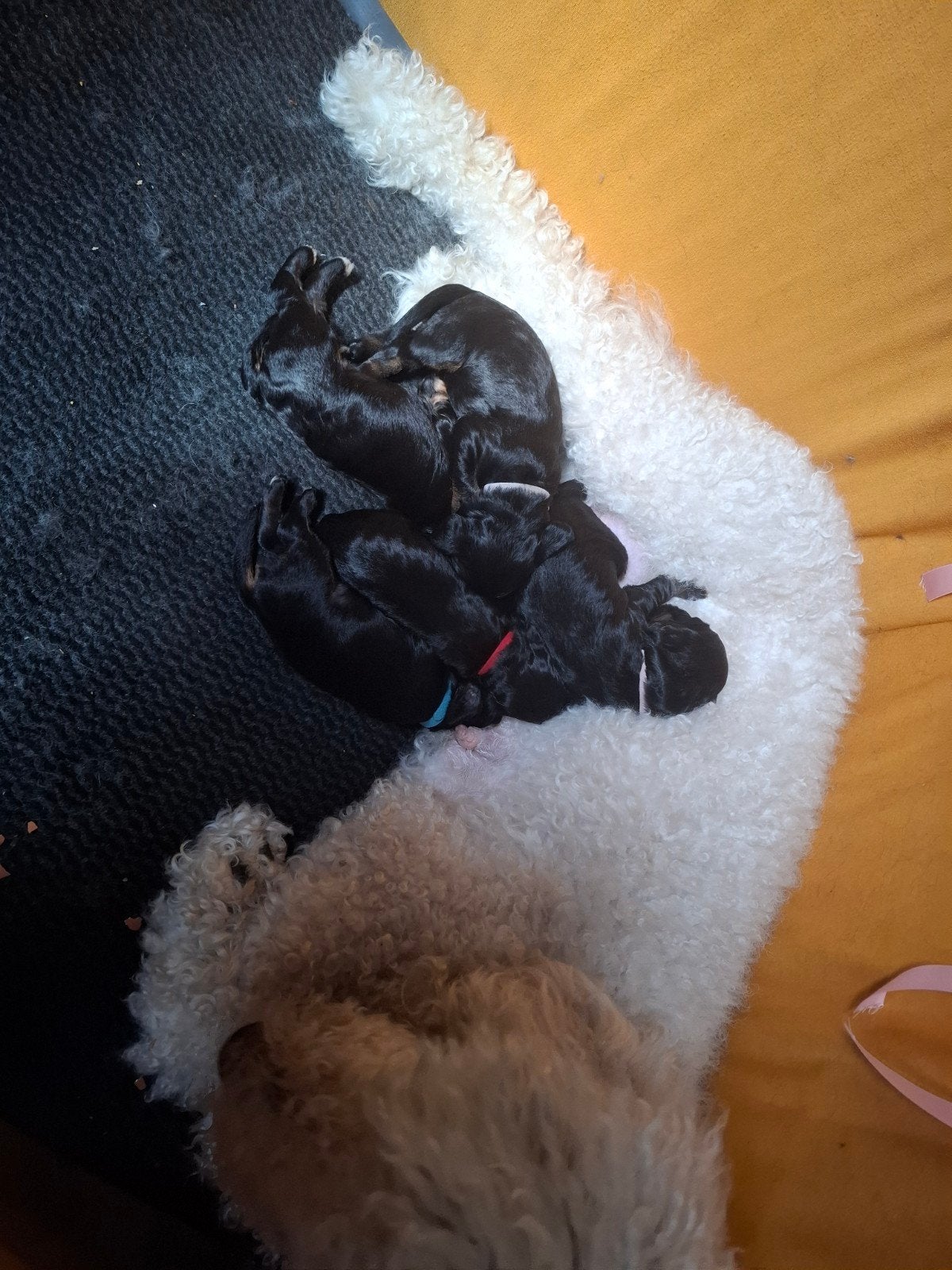 Cockapoo pups ( Black and tan ), Dieren en Toebehoren, Parvo, Overige rassen, 8 tot 15 weken, Meerdere dieren