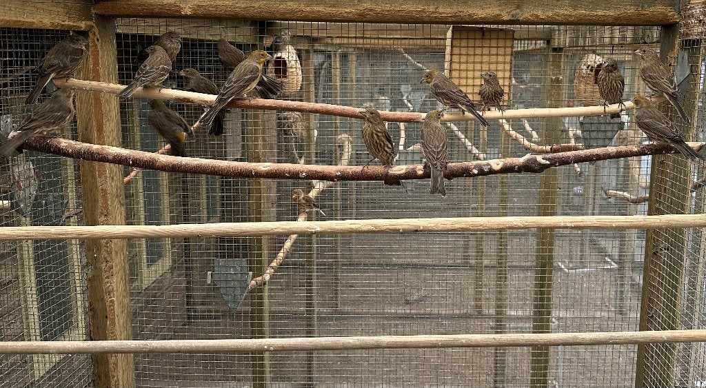 Mexicaanse roodmussen, Dieren en Toebehoren, Vogels | Overige Vogels, Meerdere dieren