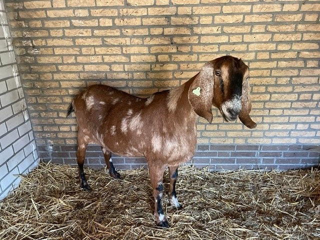 gezocht, Vrouwelijk, Geit, 3 tot 5 jaar
