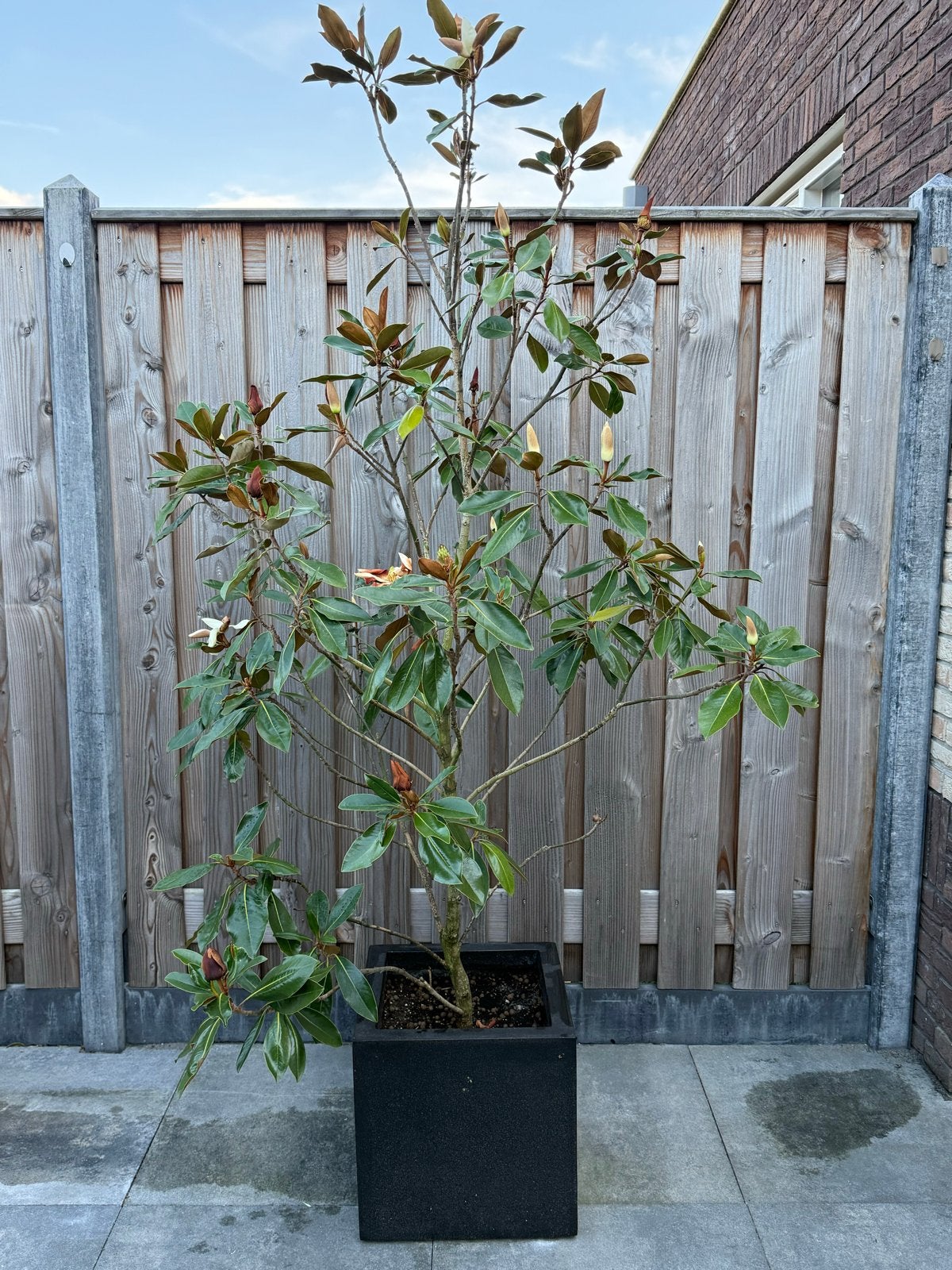 Magnolia boom - Af te halen in Spijkenisse, Tuin en Terras, Volle zon, Vaste plant, Lente, Ophalen
