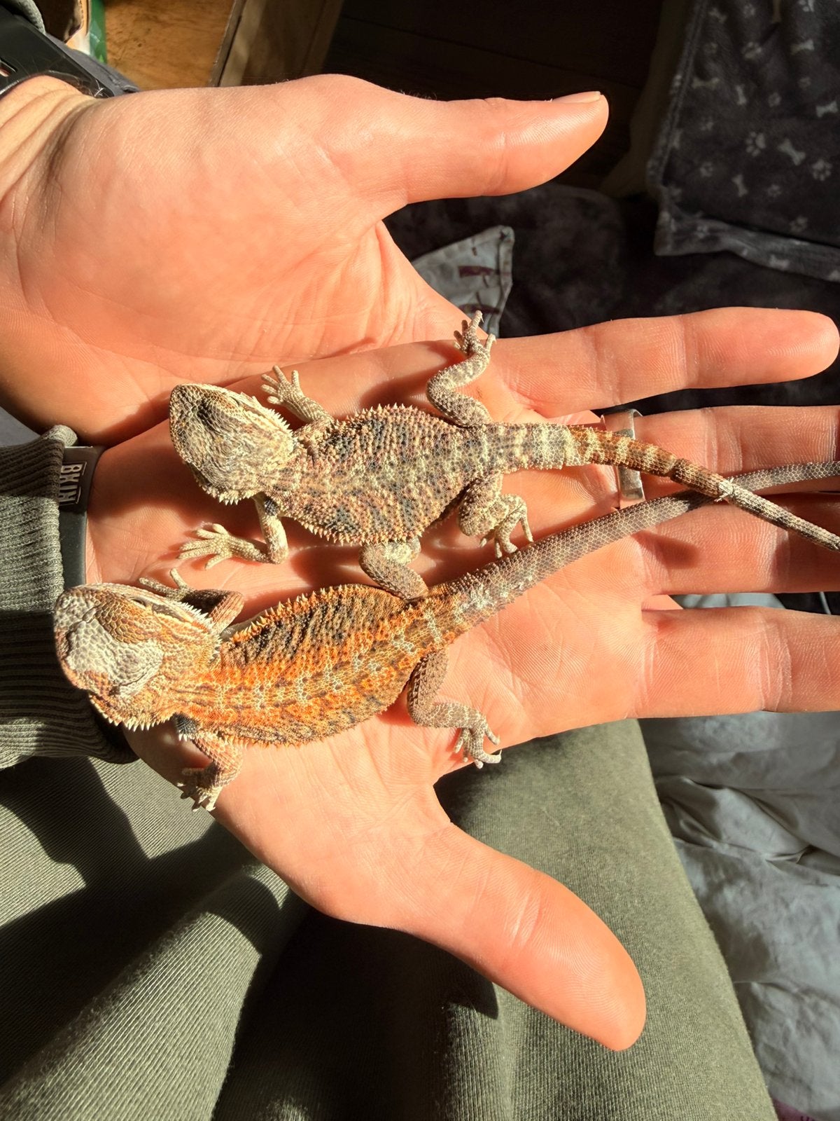 Baardagaam ( Pagona Vitticeps ) Bearded Dragon photo 4