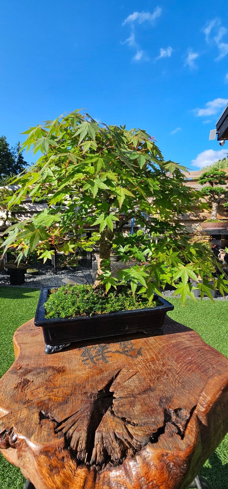 Oude Acer Bonsai - Japanse Esdoorn, Vaste plant, Halfschaduw, Lente, Ophalen