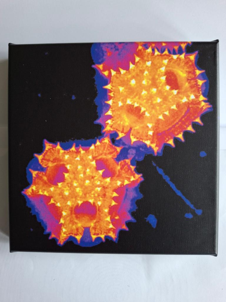 Microscopische opname, Ophalen of Verzenden