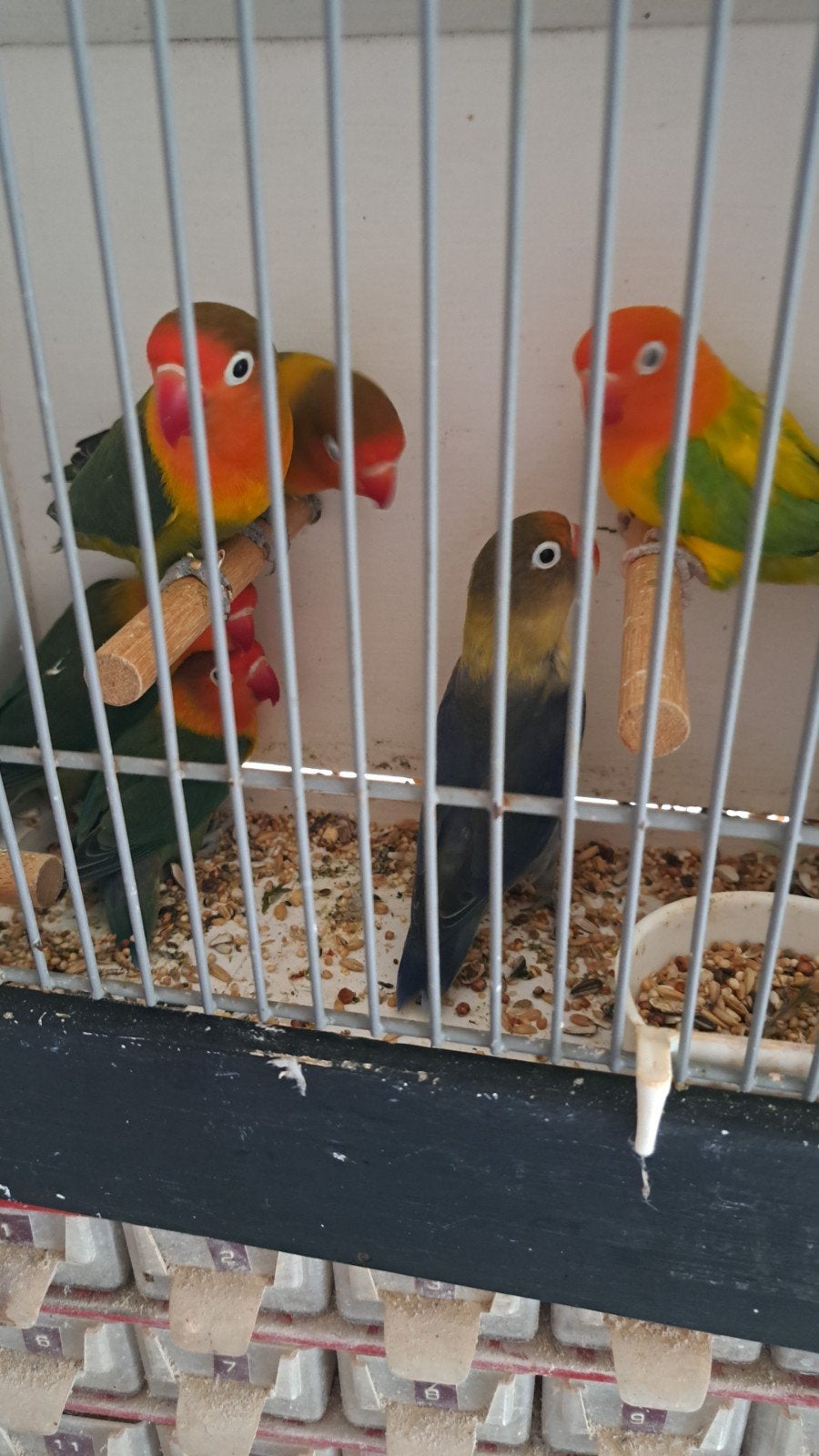 te koop koppels fiserie dwergpapegaaitjes, Dieren en Toebehoren, Meerdere dieren, Parkiet