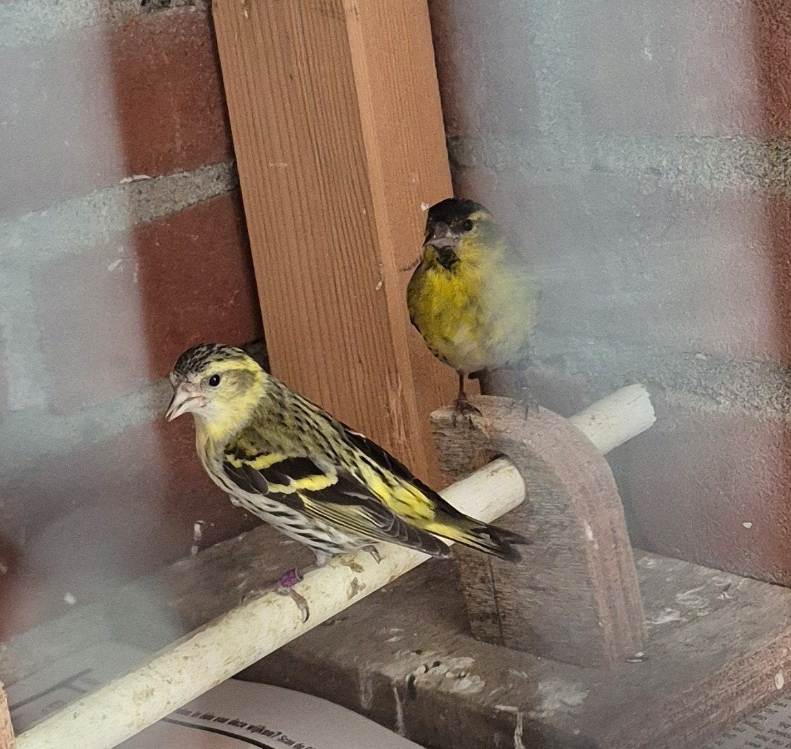 Koppel Sijsjes, Meerdere dieren