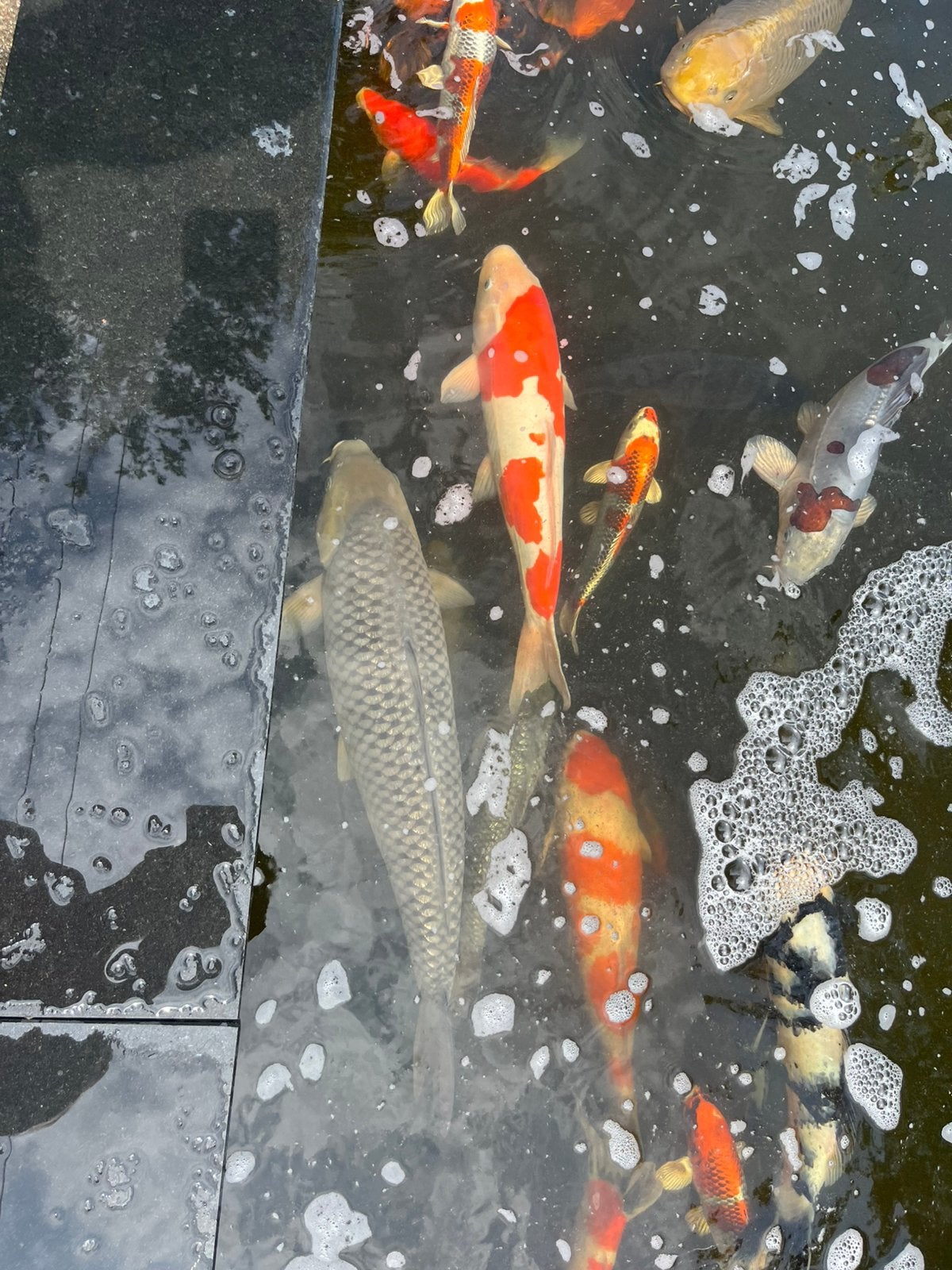 Ginrin chagoi koi, Karper of Koi