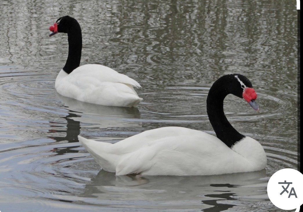 Zwarthalszwaan Vrouw- Zwanen - zwarthals, Dieren en Toebehoren, Pluimvee, Vrouwelijk, Gans of Zwaan