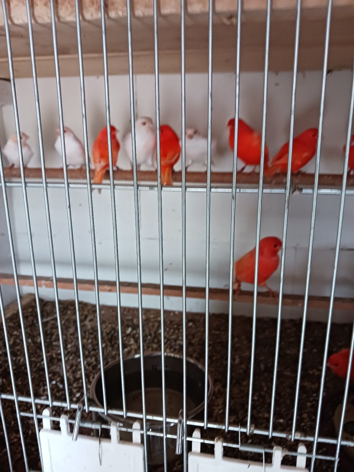 Te koop rode kanaries, Dieren en Toebehoren, Vogels | Kanaries, Meerdere dieren, Kleurkanarie