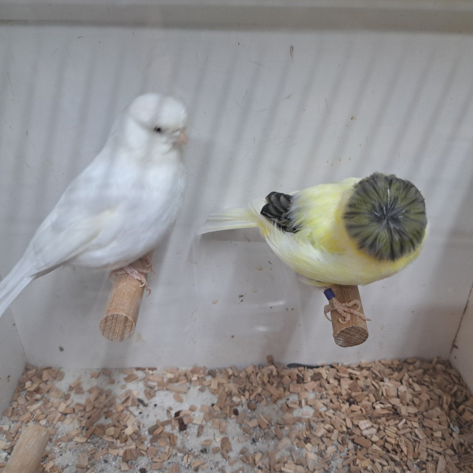 TE KOOP GLOSTERS, Meerdere dieren