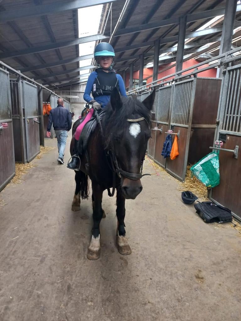 Lease paard gezocht ( op verplaatsing), Dieren en Toebehoren, Ophalen of Verzenden, Overige soorten, Schoeisel