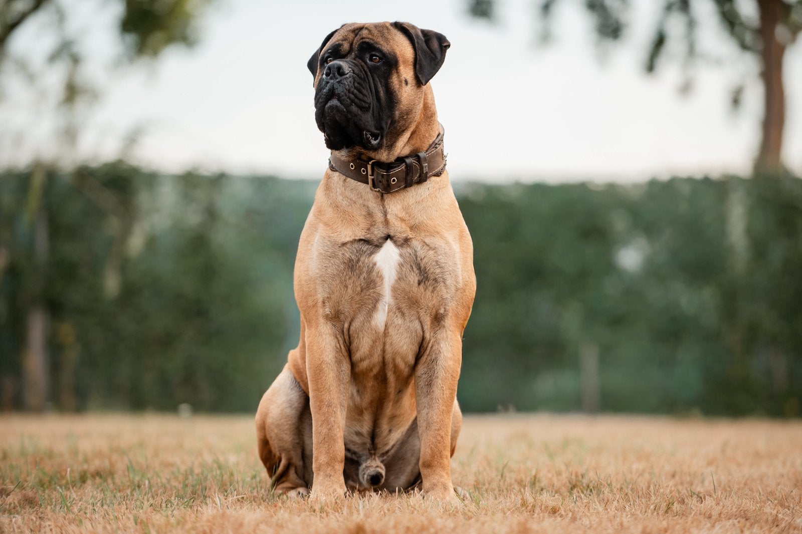 Bullmastiff dekreu, Dieren en Toebehoren, Nederland, CDV (hondenziekte), Meerdere, Fokker | Professioneel
