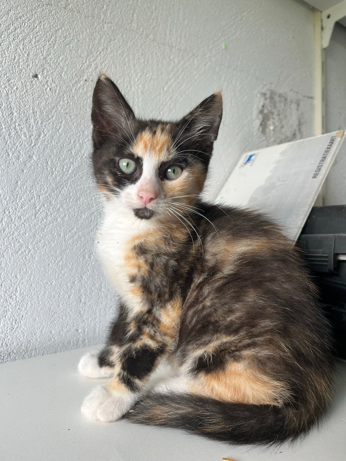 Lieve poesjes te koop, Dieren en Toebehoren, Poes