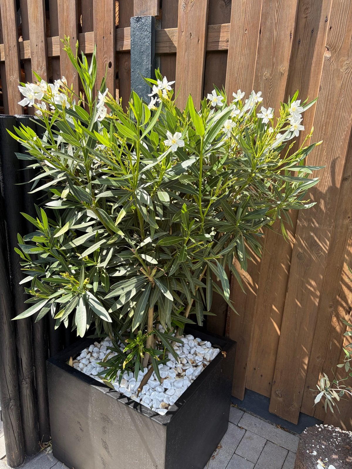 Witte Oleander  - Mediterrane Sfeer, Volle zon, Vaste plant, Zomer, Ophalen