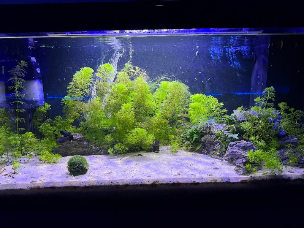 Aquarium juwel, Ophalen of Verzenden, Zo goed als nieuw, Leeg aquarium