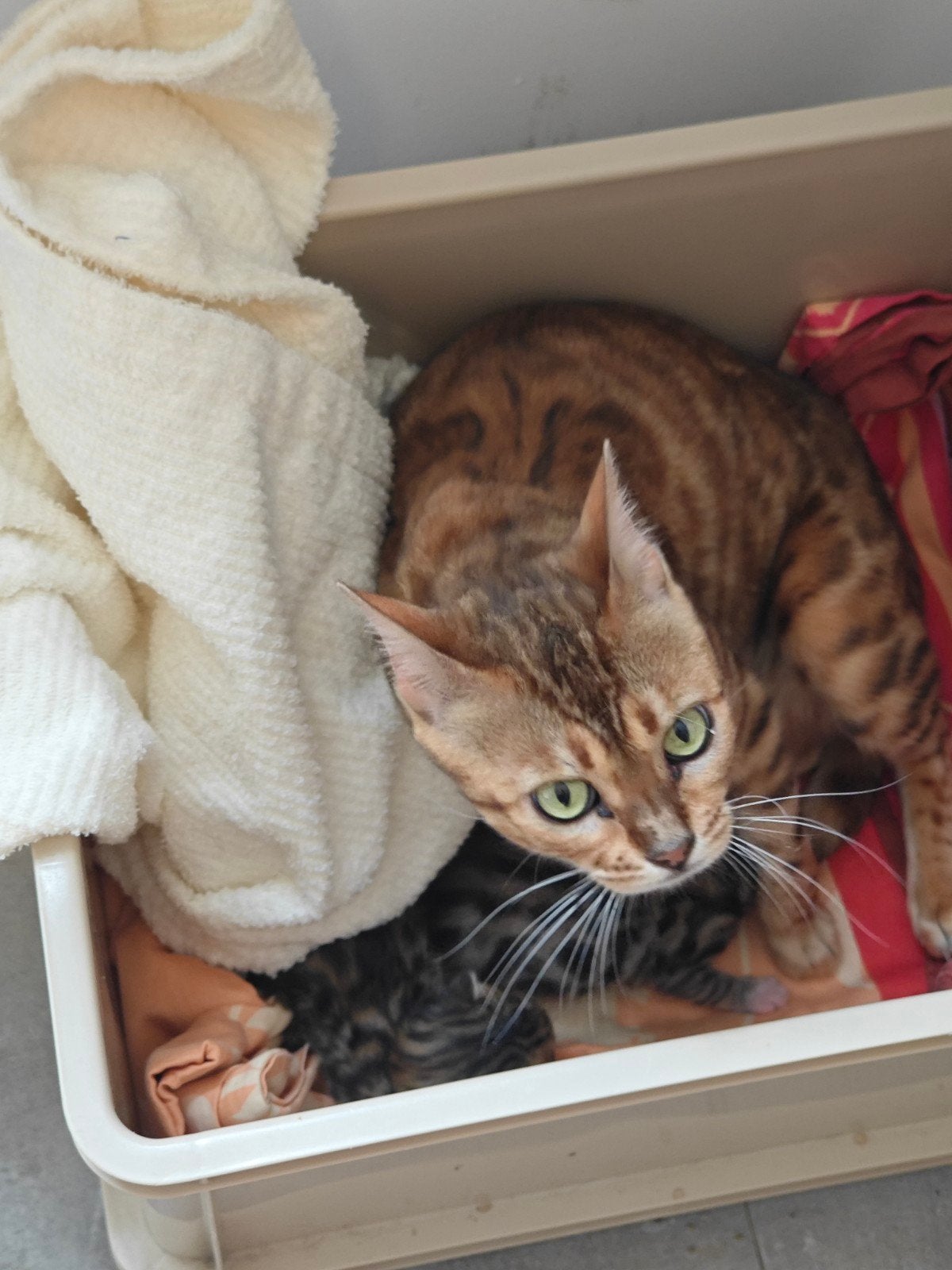 Bengal, Dieren en Toebehoren, Katten en Kittens | Overige Katten, Poes