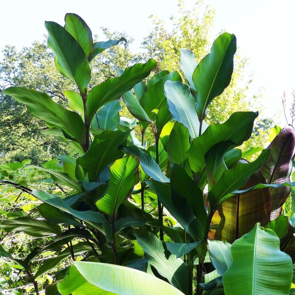 Canna Musaefolia rizomen tot ca 300 cm hoog (privacy) p/st., Ophalen of Verzenden, Voorjaar, Volle zon, Knol