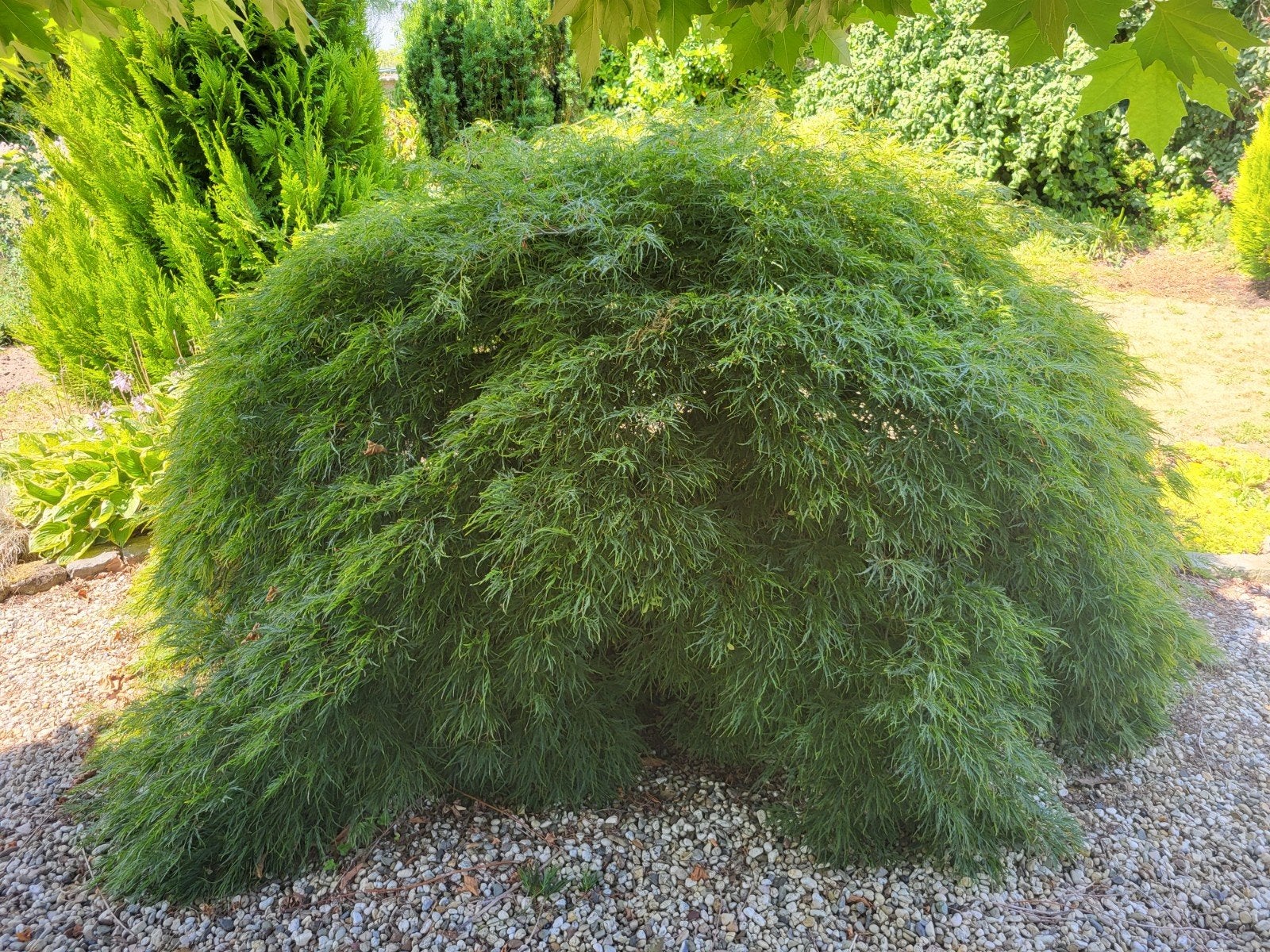 Prachtige Japanse Esdoorn (Acer Palmatum Dissectum), Tuin en Terras, Ophalen, Esdoorn, Struik, 100 tot 250 cm