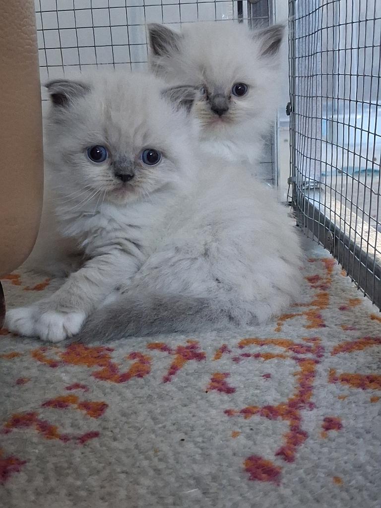 Top lieve britse kort/halflanghaar kittens, Meerdere dieren, Gechipt, 0 tot 2 jaar