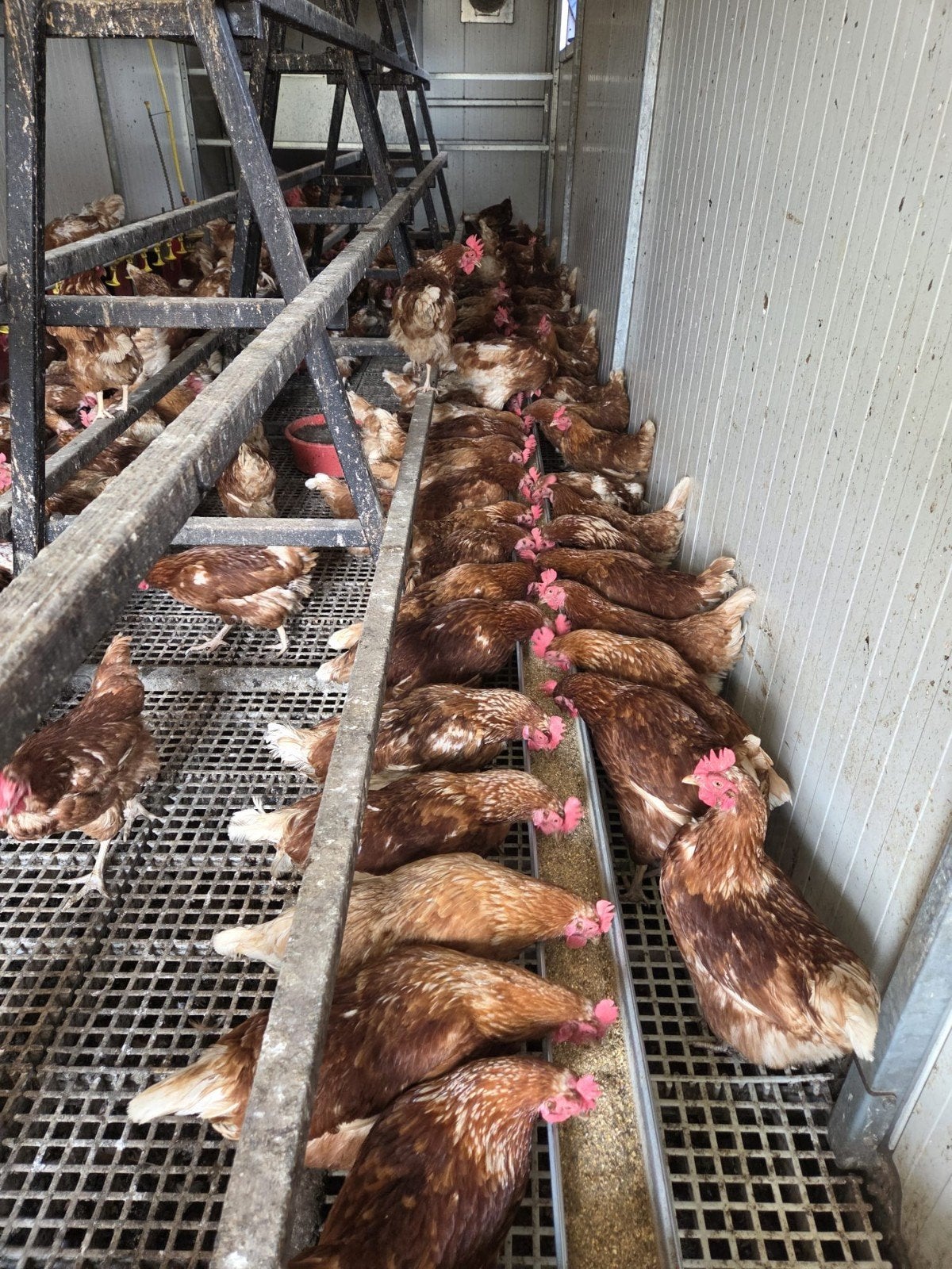 Bruine leghennen, Dieren en Toebehoren, Vrouwelijk, Kip