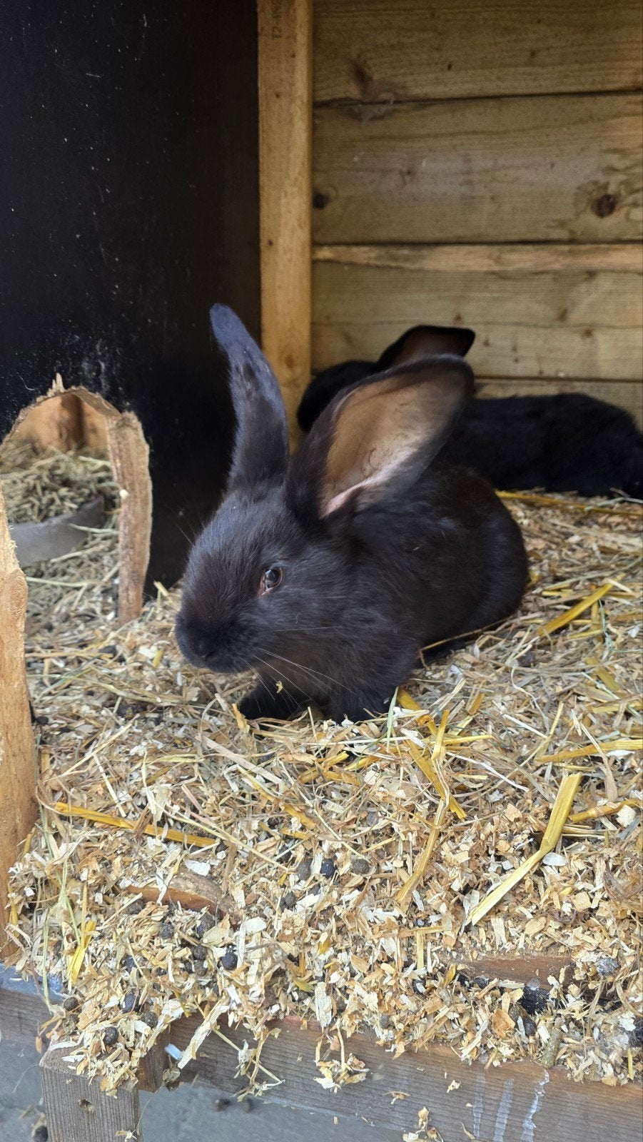 Jonge konijnen  lotharinger / vlaamsereus, Mannelijk, Groot, 0 tot 2 jaar