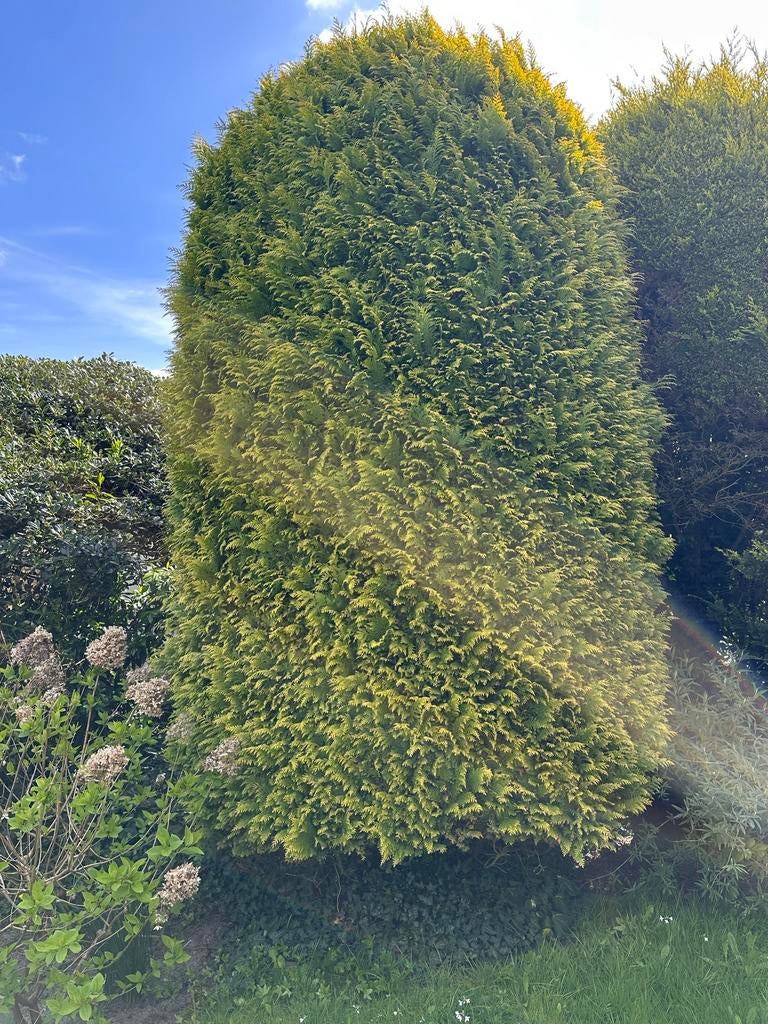 2 x grote Conifeer bol vorm struik, Ophalen, Conifeer, Struik, 250 cm of meer