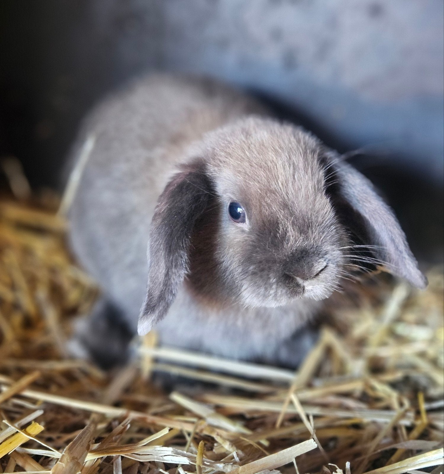 Gecastreerd minilop rammetje, Dieren en Toebehoren, Konijnen, Mannelijk, Dwerg