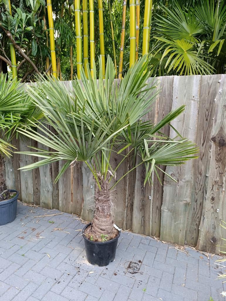 Trachycarpus fortunei winterharde palmboom, Ophalen, Gehele jaar, Volle zon