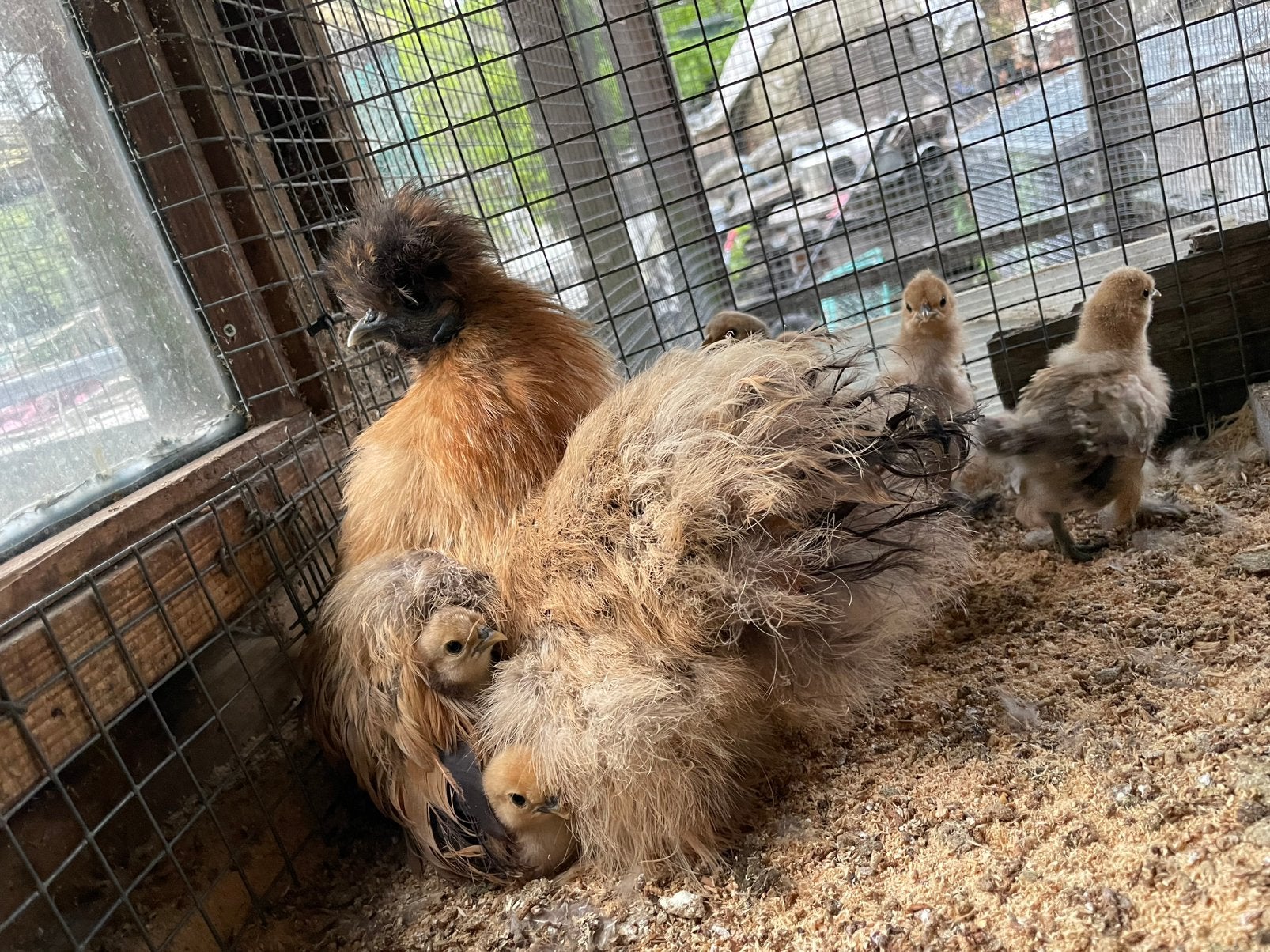 Zijdehoen kip met kuikens (12) totaal 75 euro