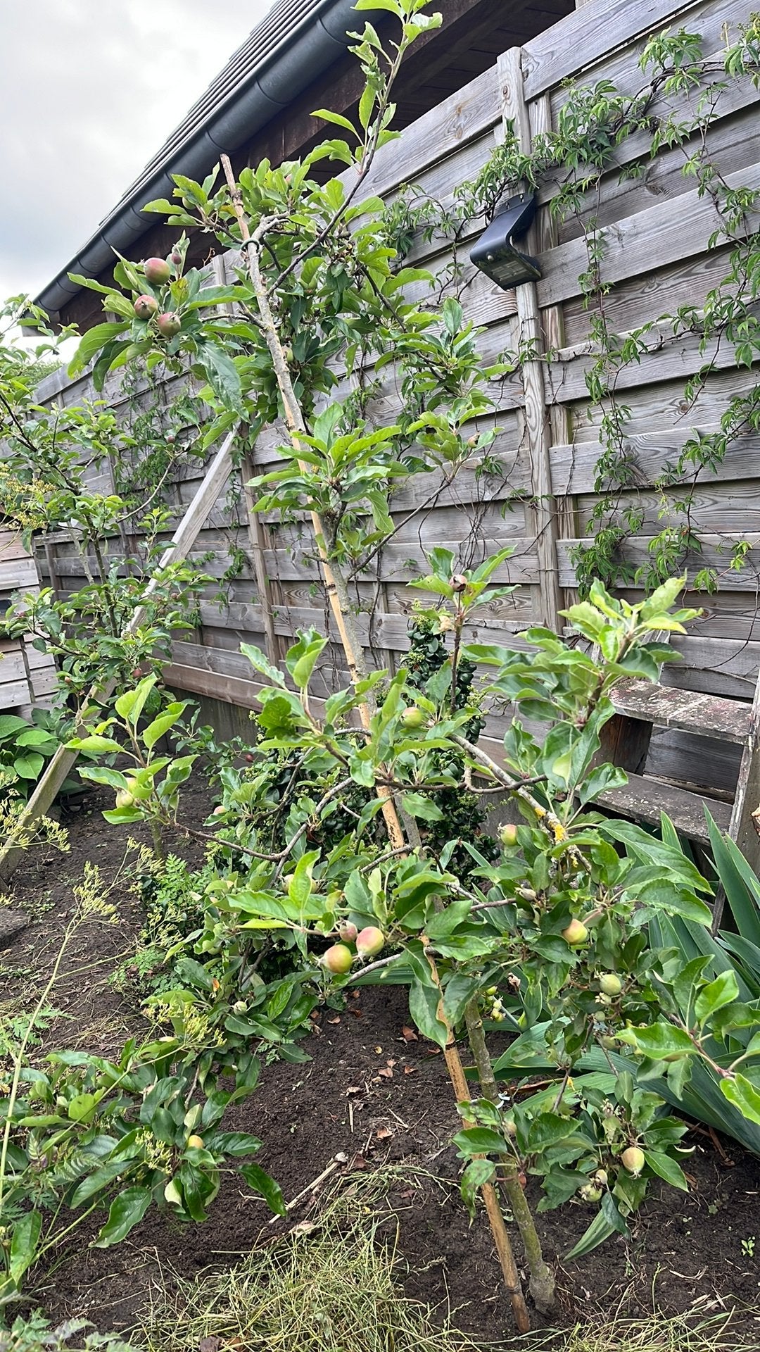 Handappel boom laagstam, Ophalen, 100 tot 250 cm, Volle zon, Appelboom