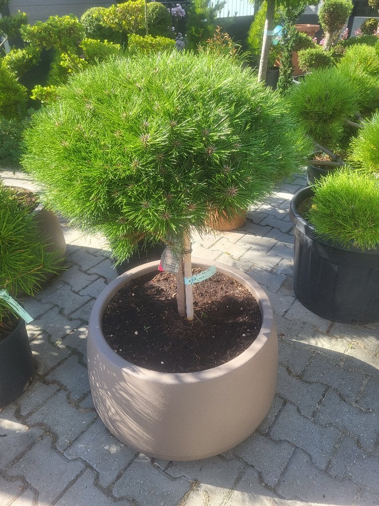 Bloembak nieuw met Pinus "marie Bregeon, Tuin en Terras, Planten | Bomen, Bloeit niet, Minder dan 100 cm, Ophalen, Volle zon