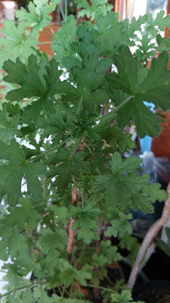 Citroen geraniums, Huis en Inrichting, Kamerplanten, Ophalen of Verzenden, Halfschaduw, Minder dan 100 cm