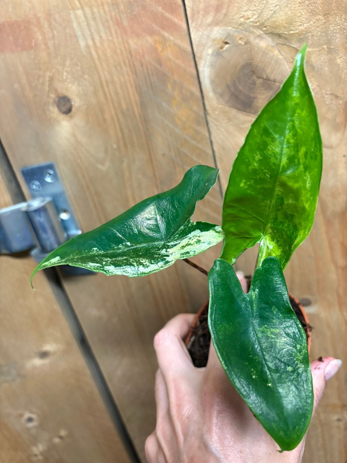 Alocasia zebrina variegata plant albo white wit mint, Ophalen of Verzenden, Halfschaduw, Minder dan 100 cm