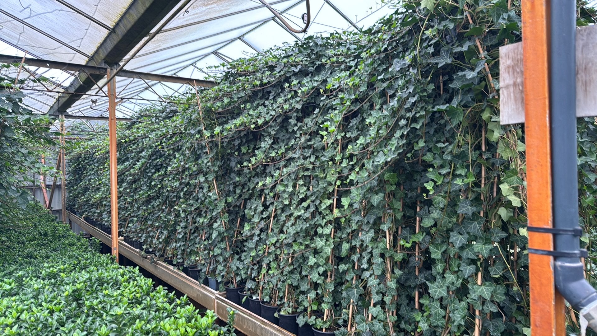 Hedera Hibernica 20/40 t/m 250/300 cm reserveer op tijd, Ophalen, Overige soorten, 100 tot 250 cm