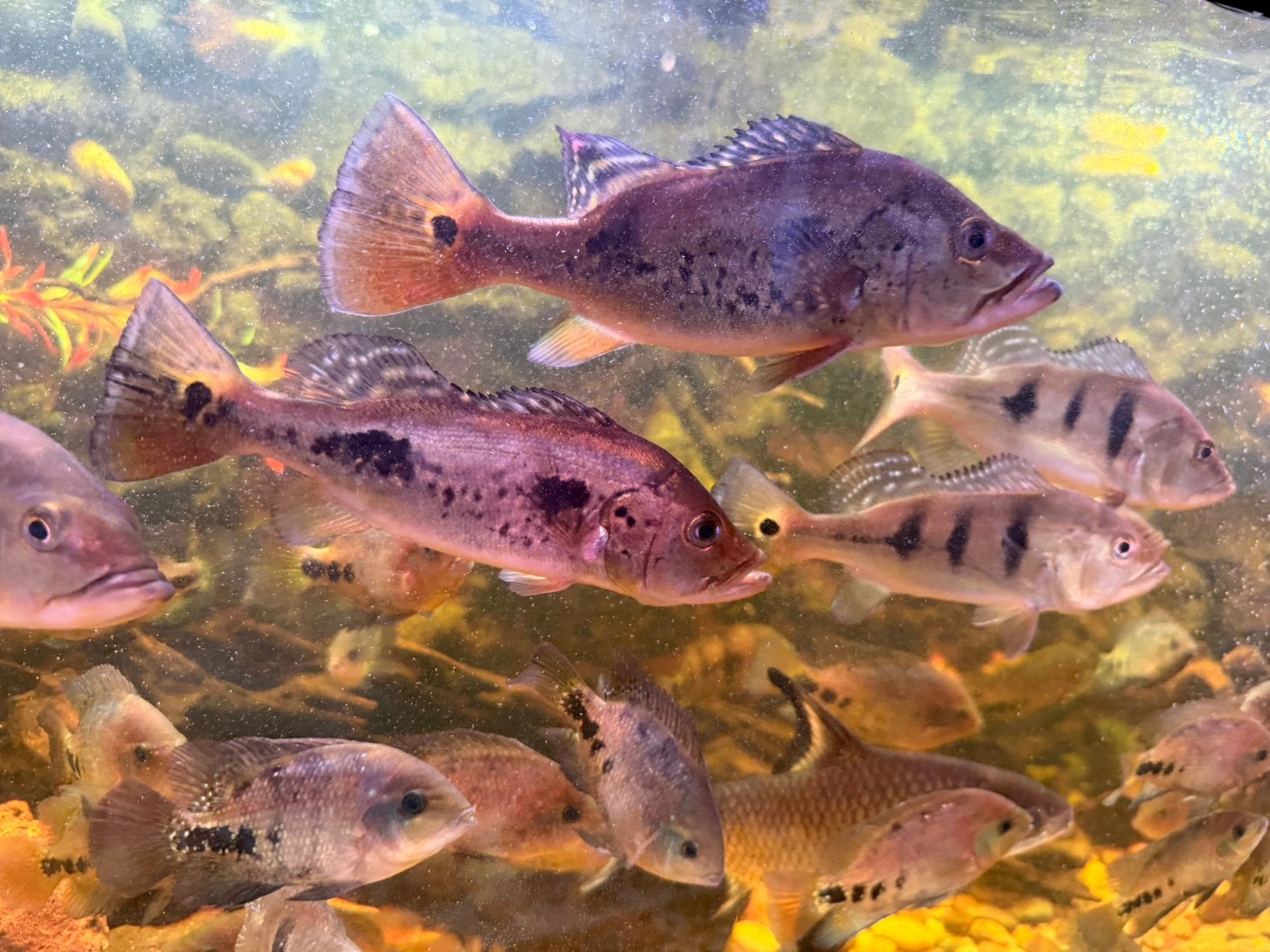 Cichla, Vis, Zoetwatervis