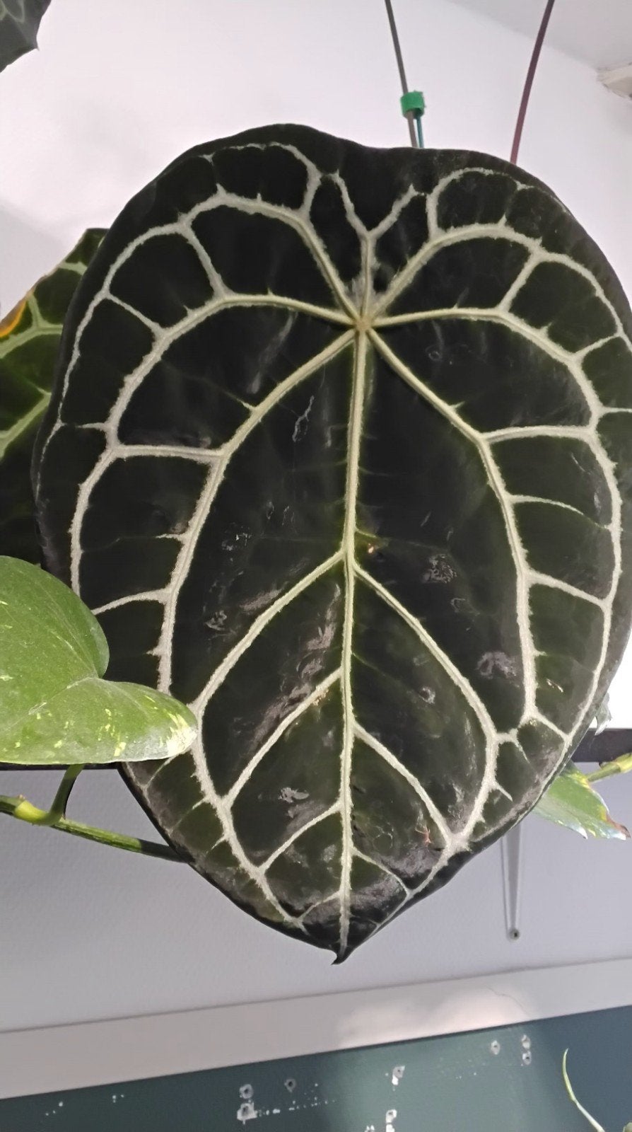 anthurium forgetii dark form x red crystallinum x forgetii, In pot, Minder dan 100 cm, Groene kamerplant, Halfschaduw