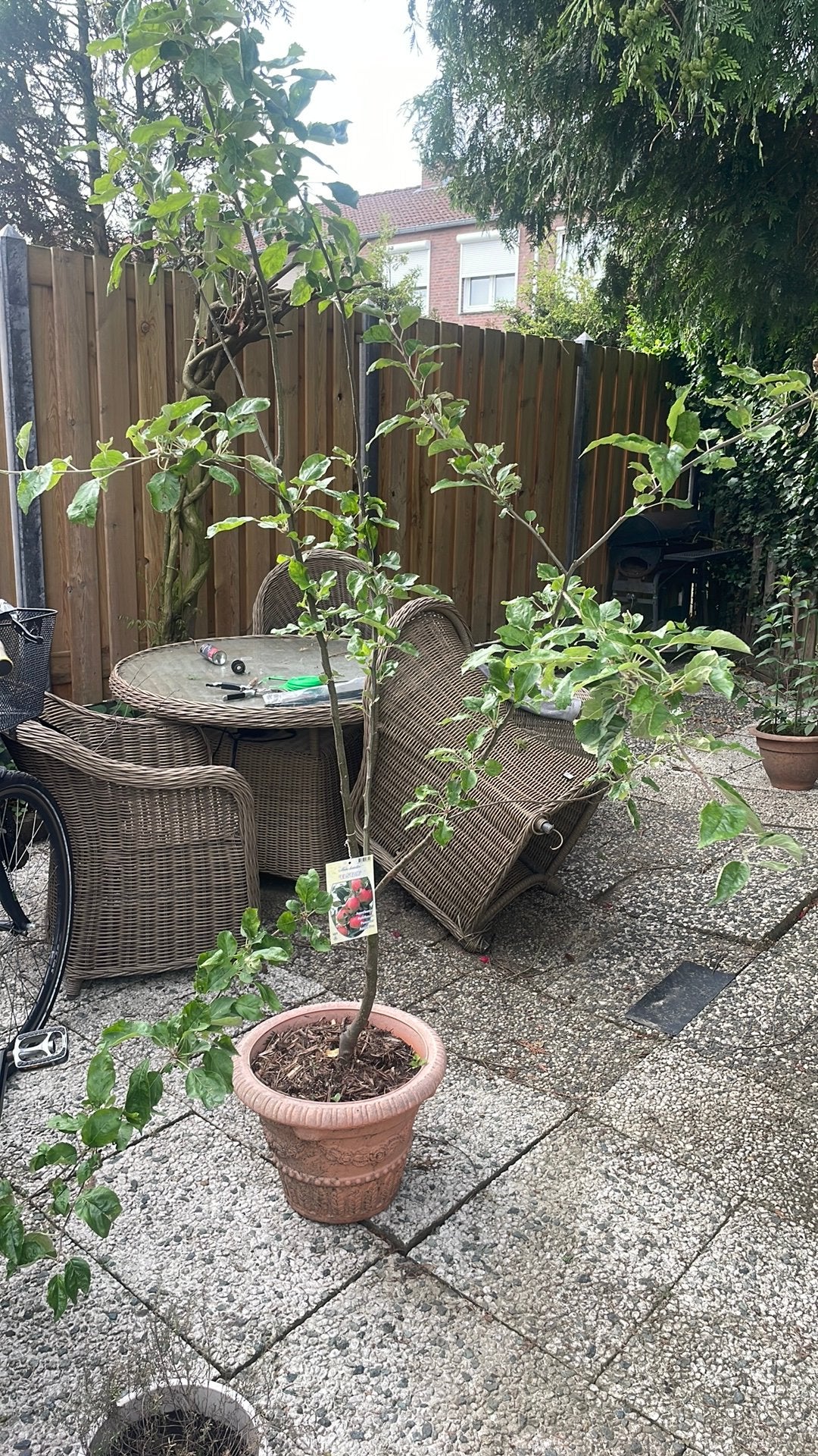 Elstar appelboom, Ophalen of Verzenden, Lente, Volle zon, Overige soorten