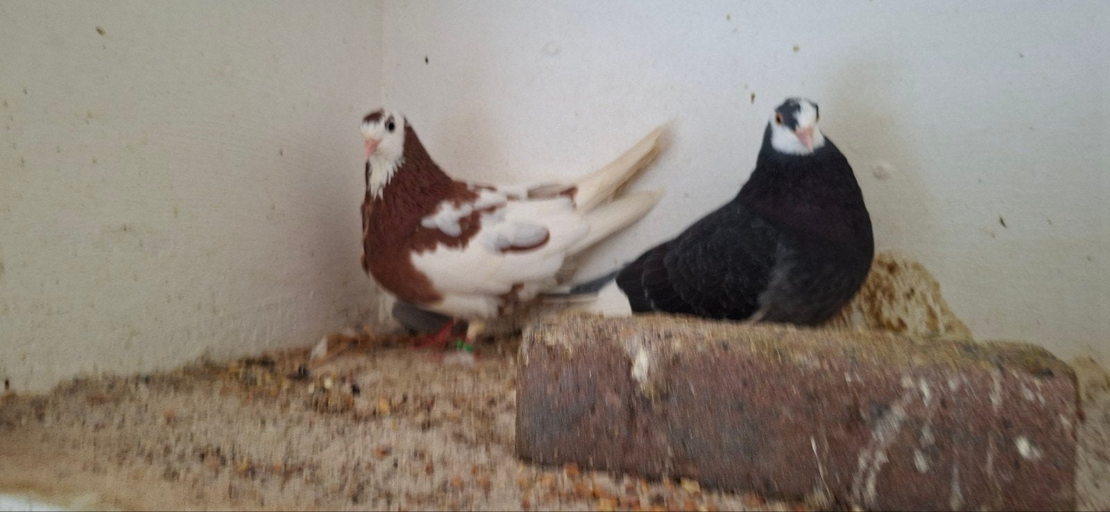 te koop sierduiven Birmingham rollers  een kweek koppel, Meerdere dieren, Tuimelaar of Roller