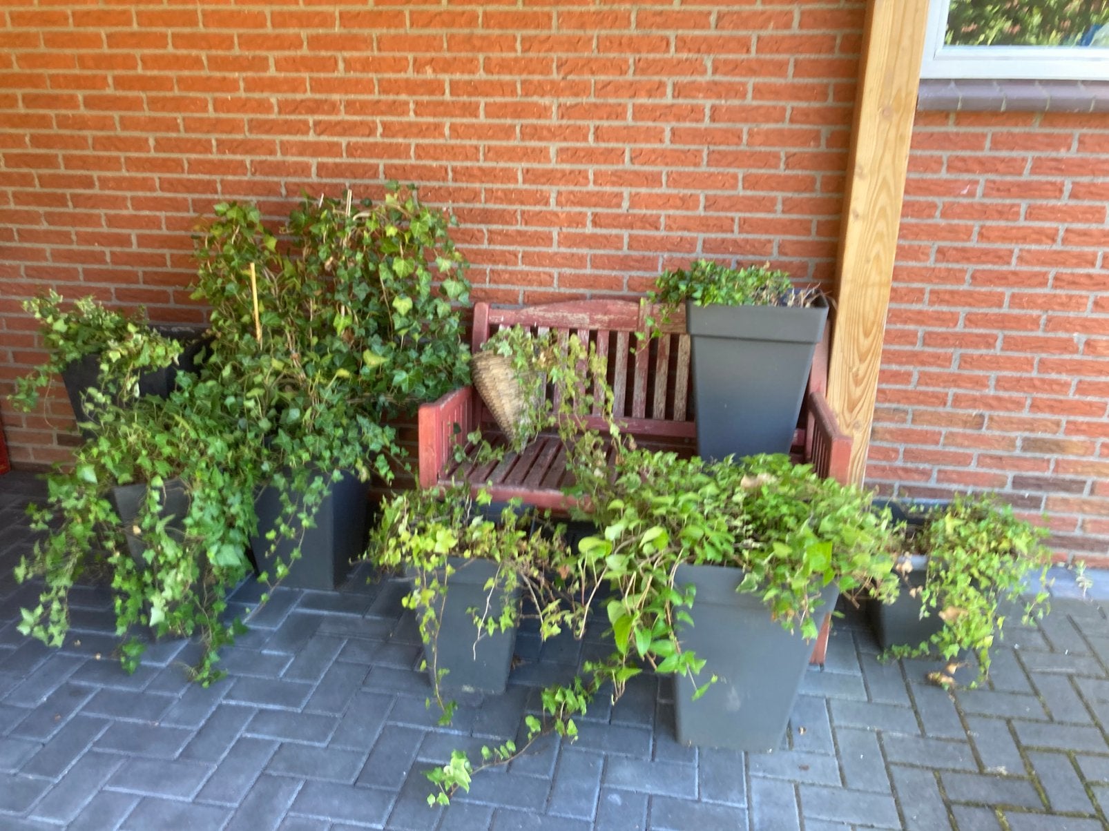 Gratis af te halen: 8 plantenbakken met hedera/klimop, Tuin en Terras, Ophalen, Kunststof, Gebruikt, Rechthoekig
