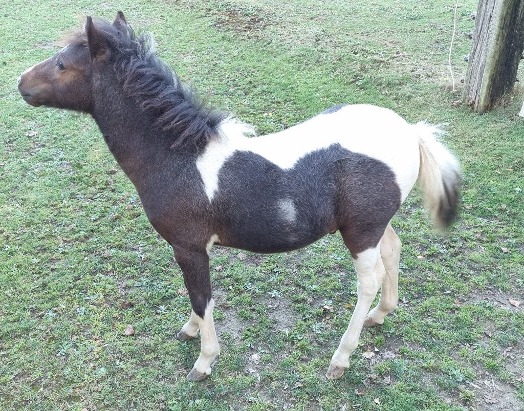 TE koop NMPRS & AMHA paardjes, Dieren en Toebehoren, Gechipt, Niet van toepassing, 0 tot 2 jaar, A pony (tot 1.17m)