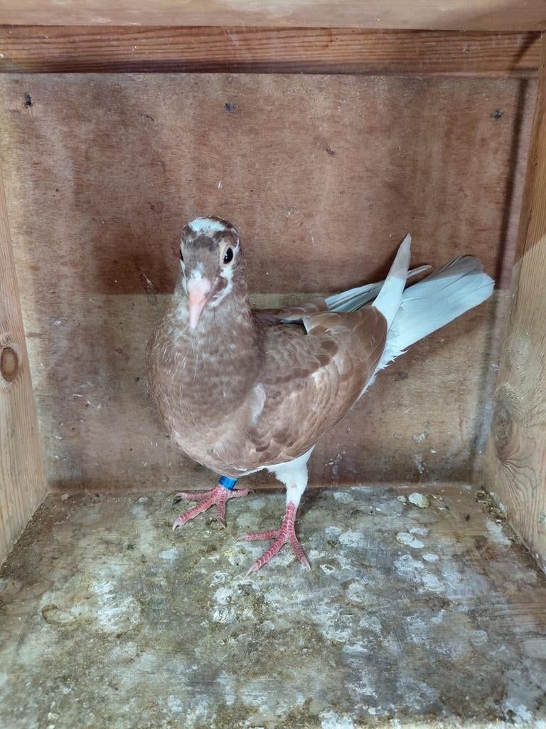 Jonge postduif, Geslacht onbekend, Postduif
