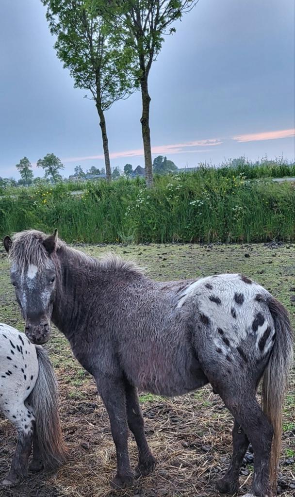 Prachtig appaloosa hengstje van 2 jaar., Dieren en Toebehoren, Pony's, Hengst, A pony (tot 1.17m), 0 tot 2 jaar