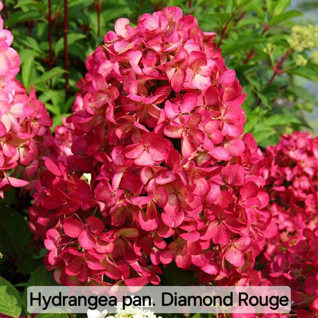 Hydrangea paniculata Daimond Rouge, Tuin en Terras, Planten | Tuinplanten, Ophalen, Overige soorten, Volle zon