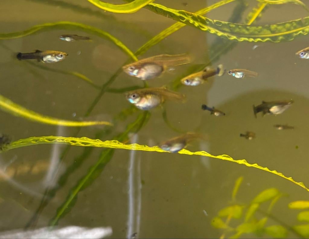 Guppy vrouwen, Vis